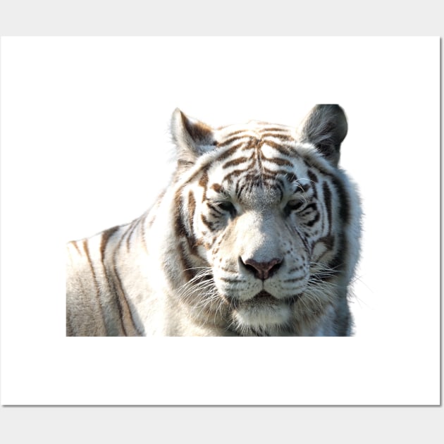 White Tiger (No Background) Wall Art by Victorious Maximus